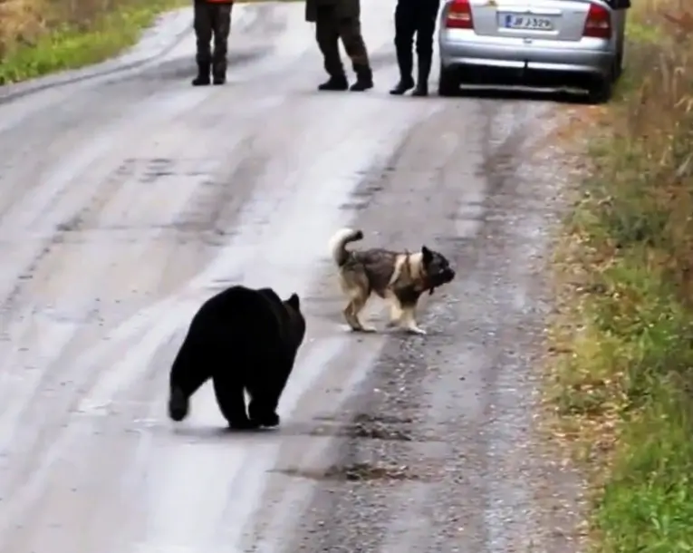 Dog Being Chased By Angry Bear Sees No Escape, Panicked Owners Freeze In Fear