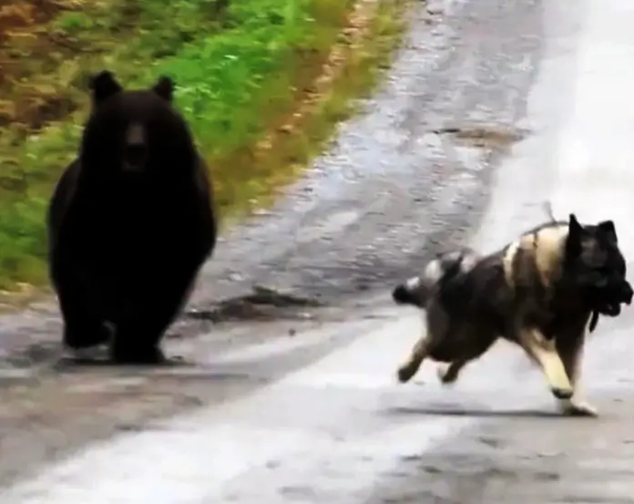 Dog Being Chased By Angry Bear Sees No Escape, Panicked Owners Freeze In Fear