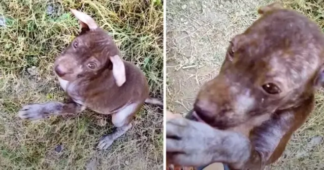 Man Takes In A Stray Dog With Very Little Fur And A Big Belly - Dooglovers