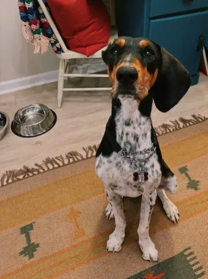 Goose’s barks, which resemble the honks of a goose, have earned him the title of the shelter’s “loudest” dog. Jill Jones, director of Adopt An ANGEL, describes his distinctive vocalizations as a hound bark that could win contests, emphasizing that Goose often expresses anxiety and a sense of abandonment through his piercing cries. However, when he is content, the absence of noise indicates his happiness.