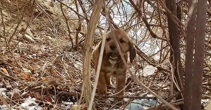 Heartwarming Rescue: Abandoned Puppy Saved From Freezing Cold - Dooglovers