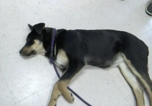 Homeless 17-Year-Old Surrenders His Beloved Dog To Keep Her Safe ...