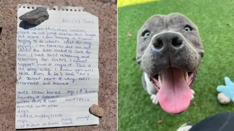 Abandoned Dog Finds New Loving Home After Heartfelt Note From Owner ...