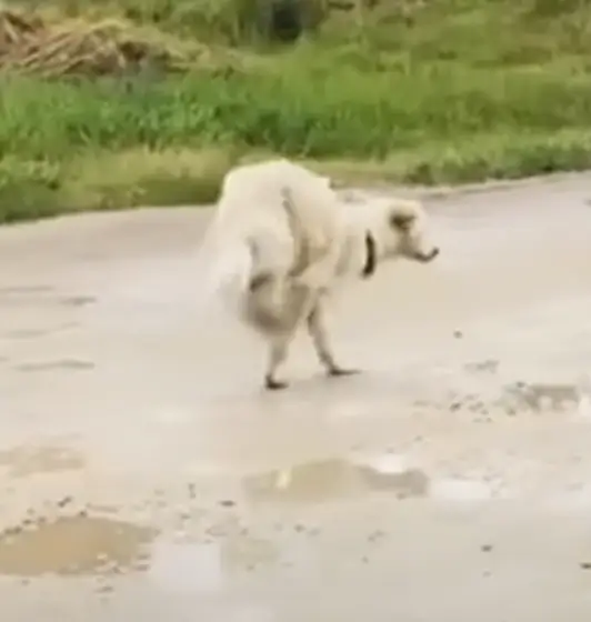 Dog Abandoned On The Street Has To Walk On Her Front Legs To Fend For 