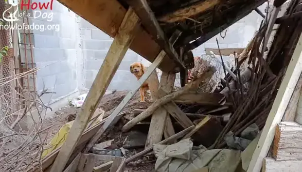 Heartbroken Dog Stays Alone in Vacant House After Owner's Sudden Death ...