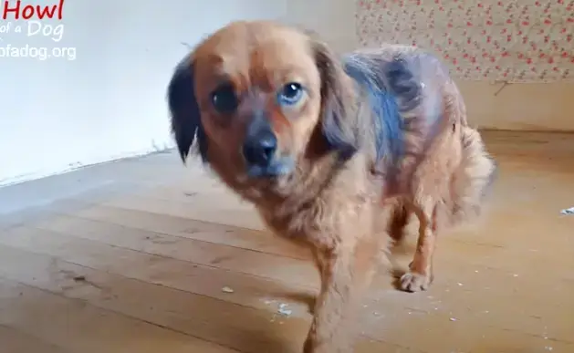 Heartbroken Dog Stays Alone in Vacant House After Owner's Sudden Death ...