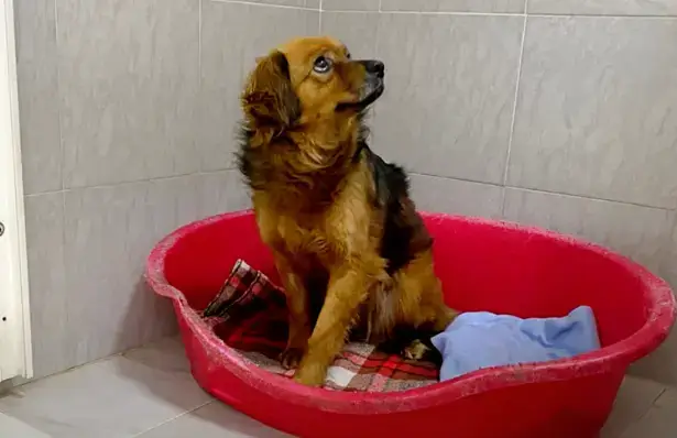 Heartbroken Dog Stays Alone in Vacant House After Owner's Sudden Death ...