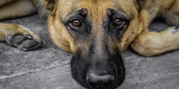 A sad-looking dog is lying down on a gray concrete floor. Its large brown eyes are gazing up, and its ears are slightly drooped, giving it a forlorn appearance. The dog's fur is a mix of tan and darker shades, particularly around its eyes and muzzle.