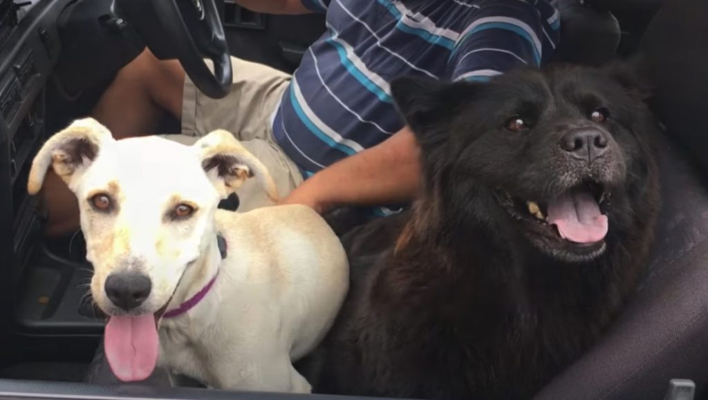In the image, two dogs are sitting inside a car. The dog on the left is light-colored with a purple collar, looking attentively with its tongue out. The dog on the right is dark and fluffy, also panting happily. They are accompanied by a person in the driver's seat, who is wearing casual shorts and a striped shirt.