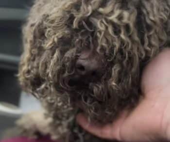 A Heartbreaking Journey from Neglect to Hope as a Dog Mistaken for a Sheep Finds Compassion and Care