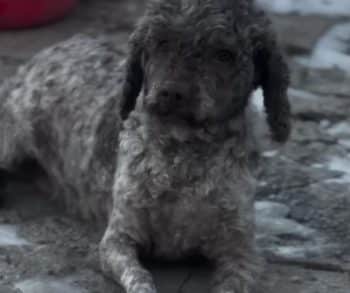 A Heartbreaking Journey from Neglect to Hope as a Dog Mistaken for a Sheep Finds Compassion and Care