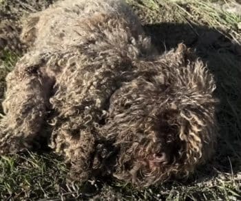 A Heartbreaking Journey from Neglect to Hope as a Dog Mistaken for a Sheep Finds Compassion and Care