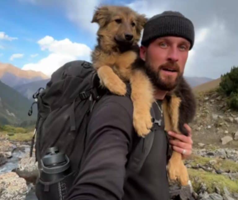 A Heartfelt Encounter in the Mountains Transforms a Lost Puppy into a Beloved Companion