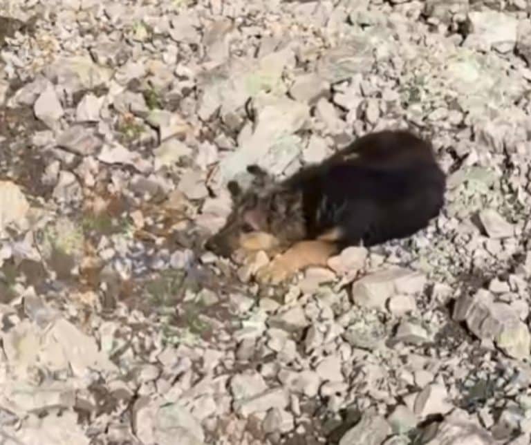 A Heartfelt Encounter in the Mountains Transforms a Lost Puppy into a Beloved Companion