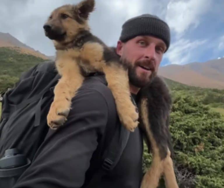 A Heartfelt Encounter in the Mountains Transforms a Lost Puppy into a Beloved Companion