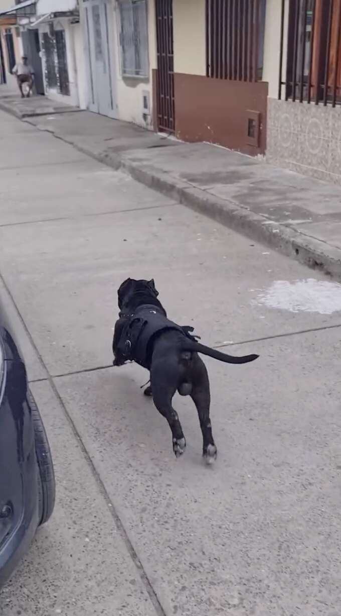 A Heartwarming Tale of a Loyal Dog Who Brings Joy to His Mom by Running Errands in Colombia