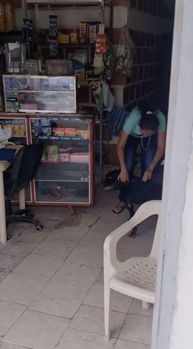 A Heartwarming Tale of a Loyal Dog Who Brings Joy to His Mom by Running Errands in Colombia