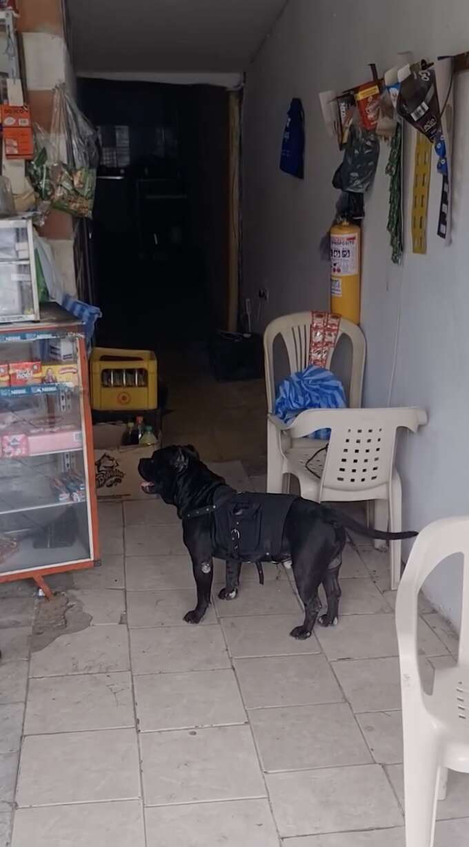 A Heartwarming Tale of a Loyal Dog Who Brings Joy to His Mom by Running Errands in Colombia