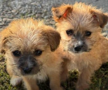 A Heartwarming Tale of Two Tiny Puppies Rescued from the Rainful Embrace of Abandonment in Romania