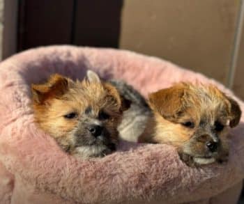A Heartwarming Tale of Two Tiny Puppies Rescued from the Rainful Embrace of Abandonment in Romania