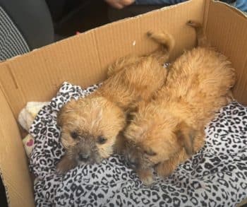 A Heartwarming Tale of Two Tiny Puppies Rescued from the Rainful Embrace of Abandonment in Romania