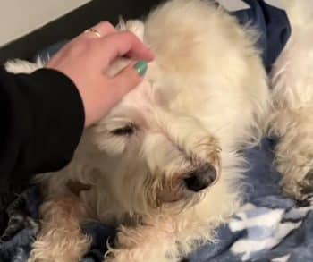 Abandoned Senior Dog Overcomes Heartbreak in Shelter to Find His Loving Forever Family