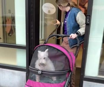 Abandoned Senior Dog Overcomes Heartbreak in Shelter to Find His Loving Forever Family