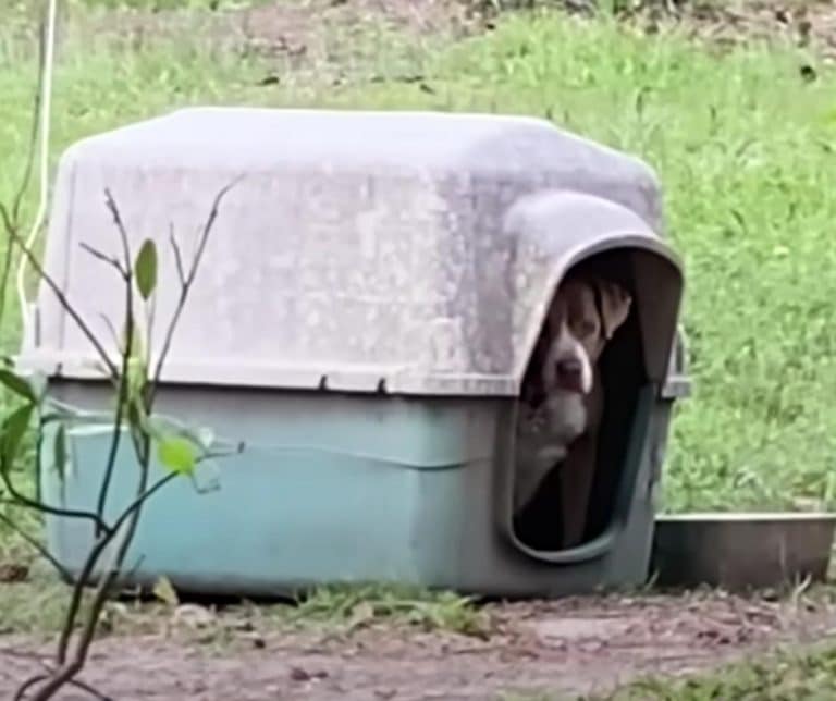 After Being Abandoned by Her Family a Sweet Senior Dog Finds a Loving New Home and Lasting Happiness