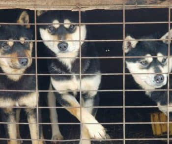 American Olympian Gus Kenworthy Transforms Lives by Rescuing 90 Dogs from a Heartbreaking Dog Meat Farm in South Korea