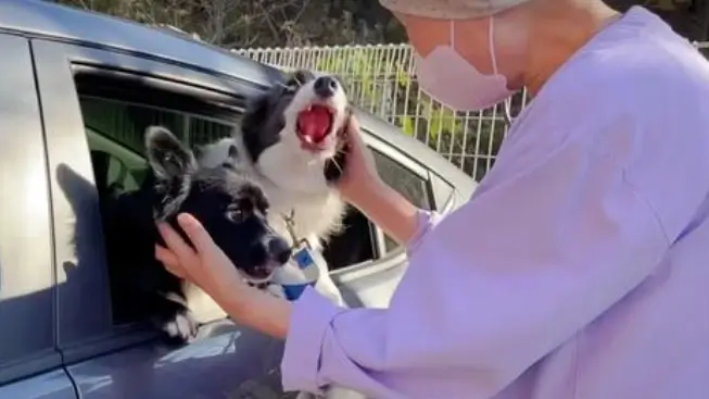 An Emotional Reunion of a Dog Family Overcoming Cancer's Challenge in Heartfelt Bonding