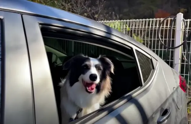 An Emotional Reunion of a Dog Family Overcoming Cancer's Challenge in Heartfelt Bonding
