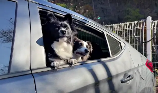 An Emotional Reunion of a Dog Family Overcoming Cancer's Challenge in Heartfelt Bonding