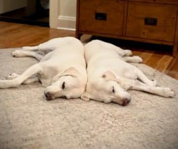 An Unexpected Sister Reunion Through a Cross-State Rescue Mission for a Once-Lost Dog