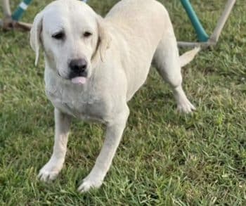 An Unexpected Sister Reunion Through a Cross-State Rescue Mission for a Once-Lost Dog