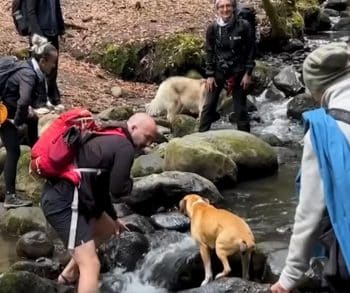An Unlikely Friendship Blossoms Between a Lonely Boxer and a Hiker on a Mountain Adventure
