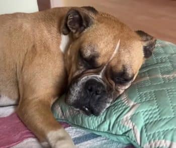 An Unlikely Friendship Blossoms Between a Lonely Boxer and a Hiker on a Mountain Adventure