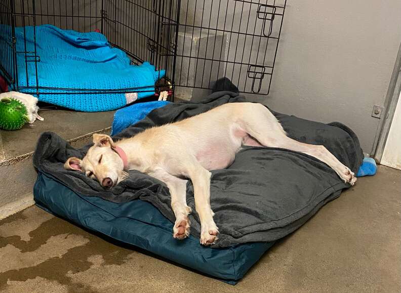 Bella's Heartwarming Journey to Find a Forever Home