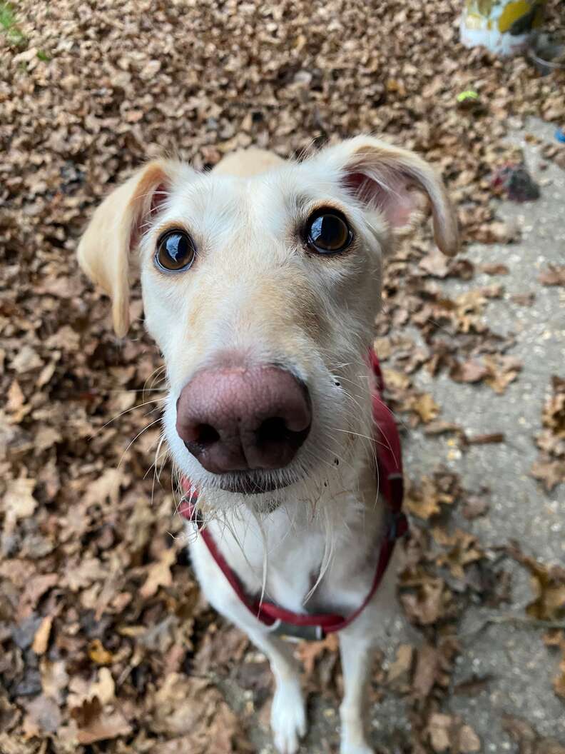 Bella's Heartwarming Journey to Find a Forever Home