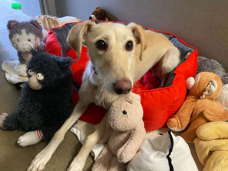 Bella's Heartwarming Journey to Find a Forever Home