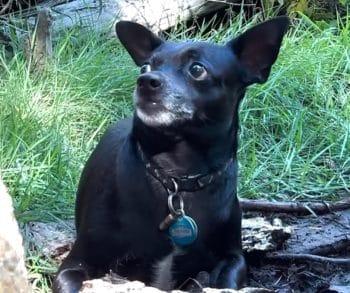 Bravery and Compassion Shine Through in the Rescue of a Lost Chihuahua in the Woods