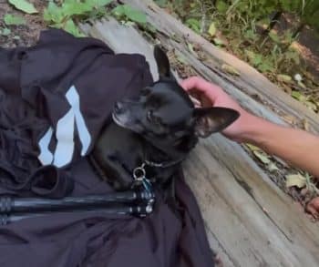 Bravery and Compassion Shine Through in the Rescue of a Lost Chihuahua in the Woods