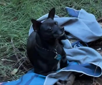 Bravery and Compassion Shine Through in the Rescue of a Lost Chihuahua in the Woods
