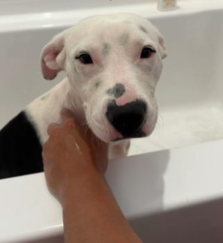 Bullet's Journey from Loneliness to Love