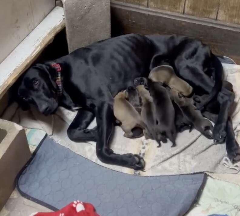 Couple's Heartwarming Discovery of a Starving Mama Dog and Her 11 Adorable Newborn Puppies in the Forest