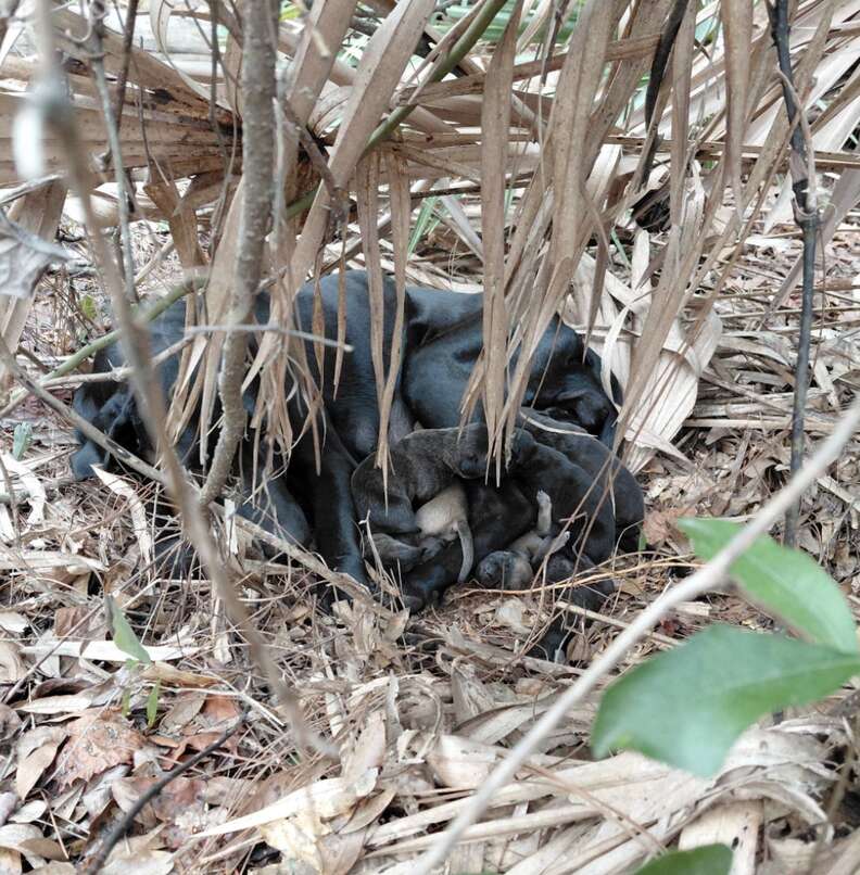 Couple's Heartwarming Discovery of a Starving Mama Dog and Her 11 Adorable Newborn Puppies in the Forest