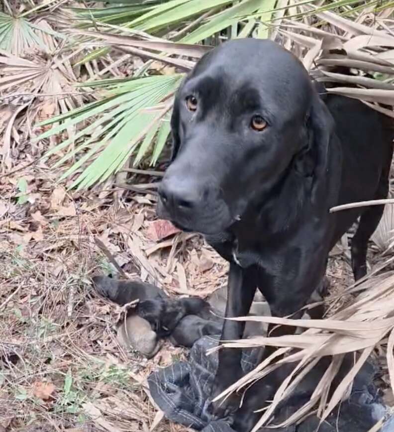 Couple's Heartwarming Discovery of a Starving Mama Dog and Her 11 Adorable Newborn Puppies in the Forest