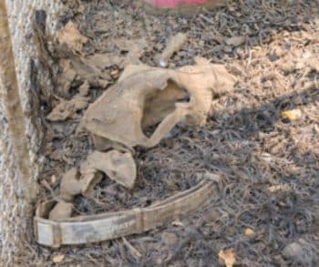 Disturbing Video Sparks Outrage Leading To Rescue of Over 100 German Shepherds from Abuse and Neglect
