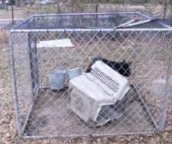 Disturbing Video Sparks Outrage Leading To Rescue of Over 100 German Shepherds from Abuse and Neglect