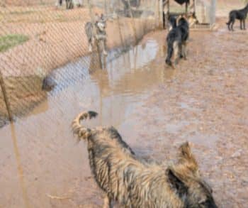 Disturbing Video Sparks Outrage Leading To Rescue of Over 100 German Shepherds from Abuse and Neglect