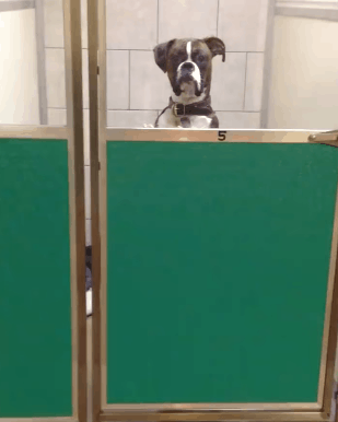 Dog's Epic Reaction to Owners Returning from Vacation Has Everyone in Stitches with Laughter
